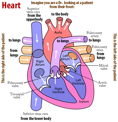 34 Label Of Heart Diagram - Labels Database 2020