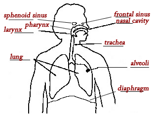 Respiratory system review key