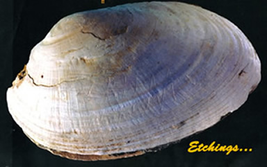 Shell with etchings