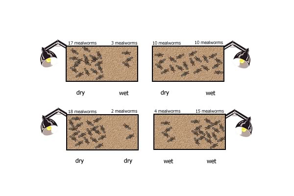 mealworm experiment picture