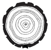 3rd Grade - Tree rings - Life Science - Growth; Inquiry ... annual tree ring diagram 