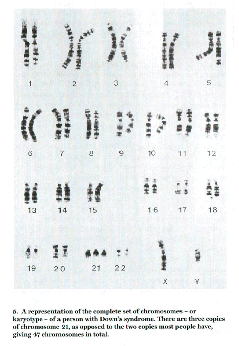 chromosome chart