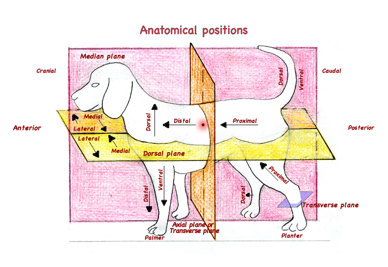 Veterinarian anatomy image