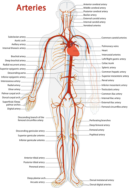 Arteries diagram