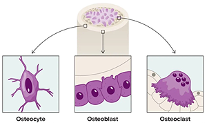 Bone cells