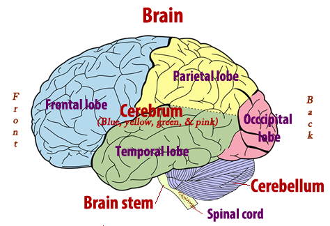 Brain figure
