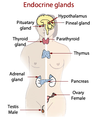 Endocrine system diagram