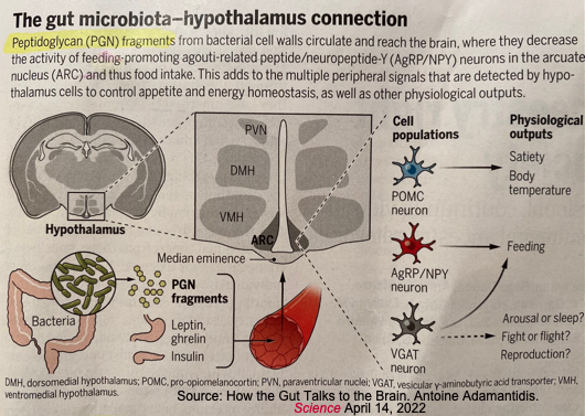 Gut microbiota-hypothalamus connection