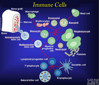 Immune system cells diagram