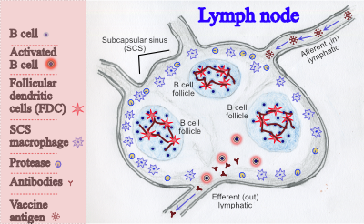 Lymph node with vaccine