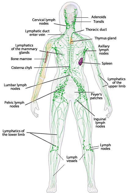 lymph system diagram