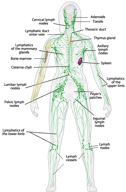 Immune System Review Key Immune System Review Key
