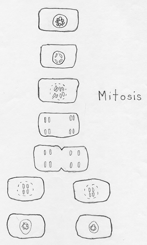 Mitosis starter model