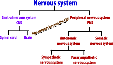 Nervous system outline