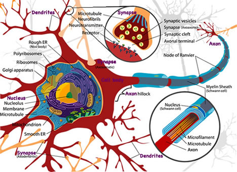 Neuron diagram