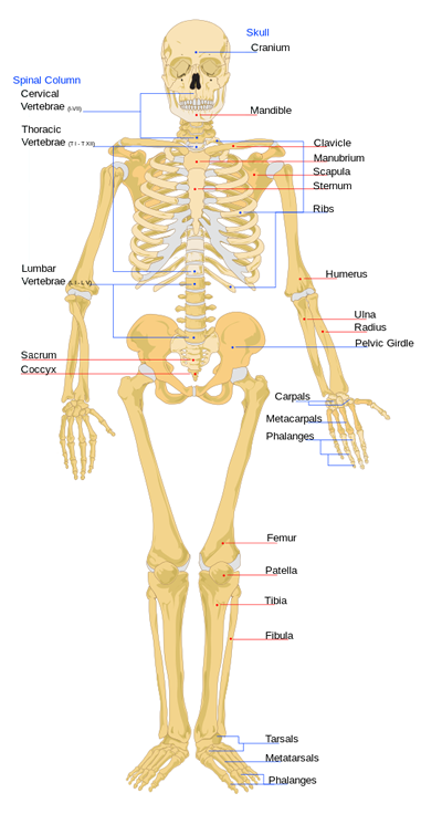 Skeleton front view diagram