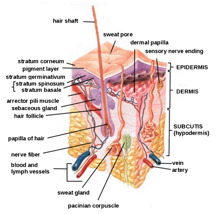 skin diagram