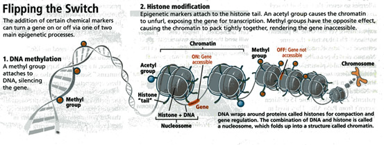 DNA image