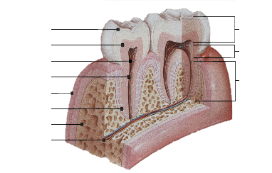 Tooth diagram