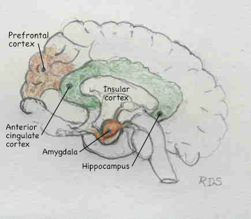 Brain areas and stress