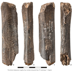 Etched bear bone
