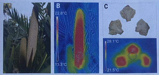 Cyads infrered pollination signal