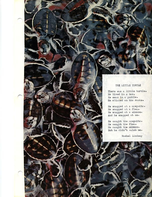 Turtles