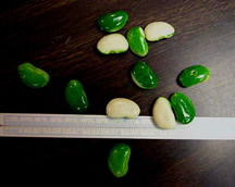 Lima beans image