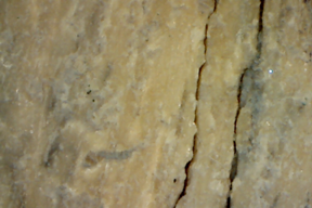 Bone or Bark 50 x