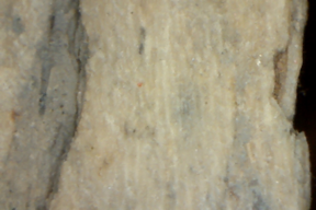 Bone or Bark 50x