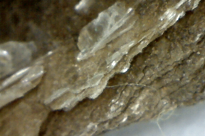 Mica 50x
