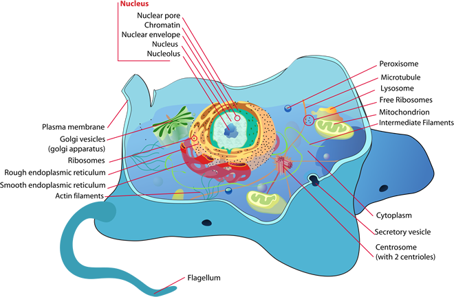 Animal cell diagram