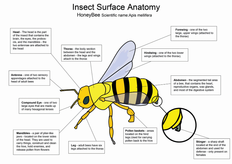 Bee surface anatomy