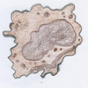 Macrophage cell