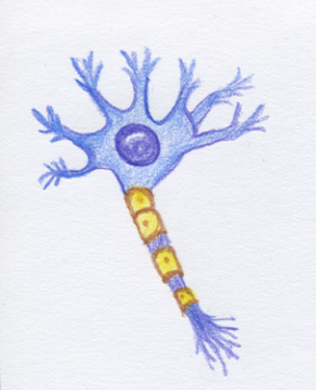 Nerve cell