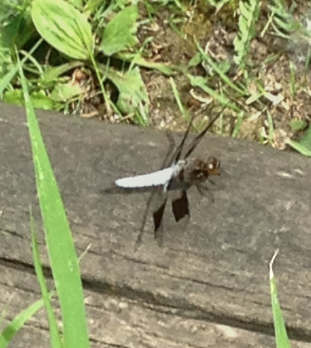 Click to enlarge Dragonfly