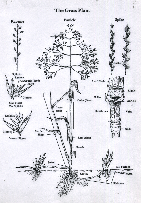 Grass plant diagram