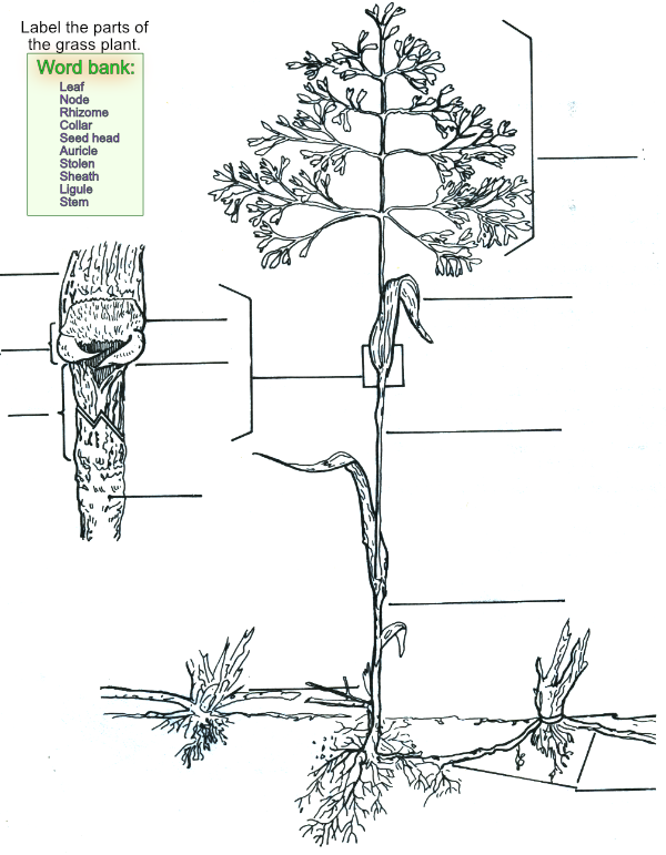 Grass anatomy worksheet