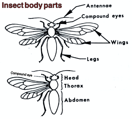 Insect body parts