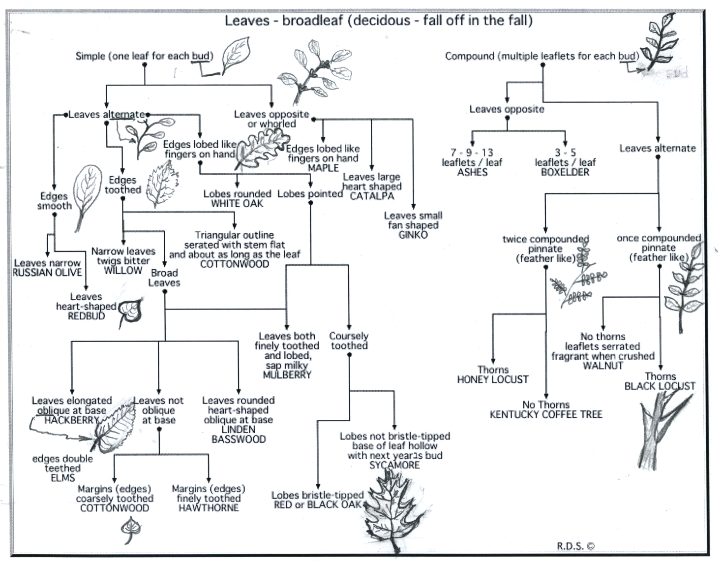 Twig Anatomy for Tree Identification