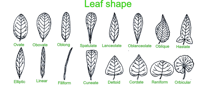 Twig Anatomy for Tree Identification