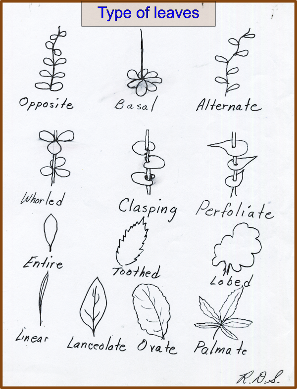 Types of leaves