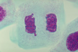 Cell in telophase