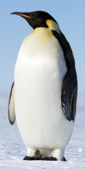 penguin