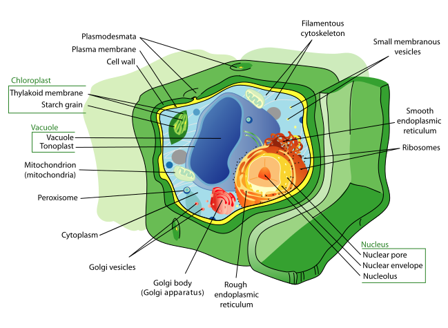 Plant cell diagram