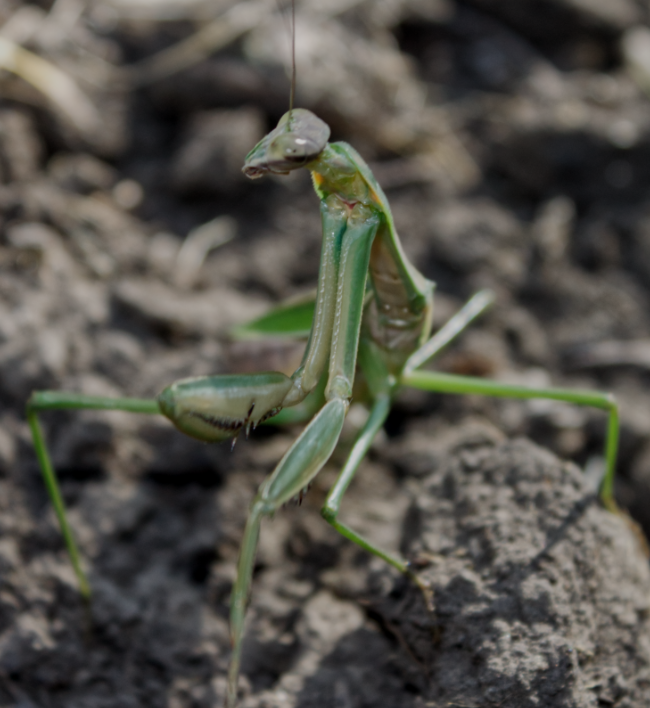 Click to enlarge Preying Mantid