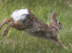 Rabbit tail