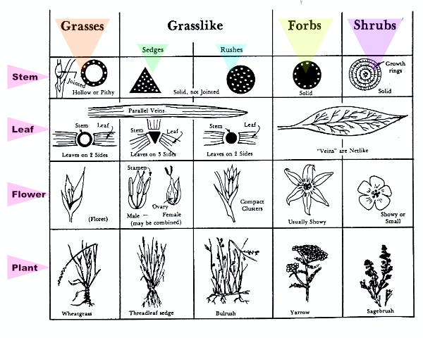 grasslandPlants