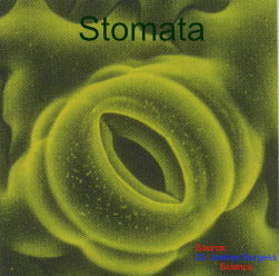 Stomata