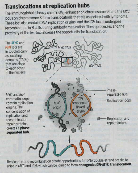 Translocation model